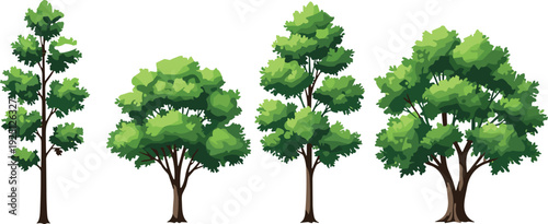"Tree diversity, tall slender tree, wide canopy tree, rounded foliage tree, dense robust tree, nature landscape, botanical study, forest illustration"