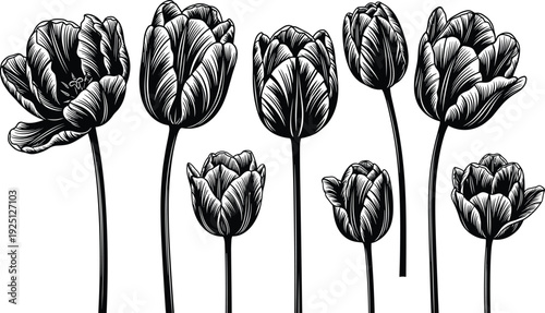 Hand drawn tulip flowers set vintage botanical floral engraving style spring garden plant vector illustration isolated collection