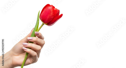 Hand Holding a Red Tulip Flower in Bright White Background, Close-Up Photography, Floral Concept