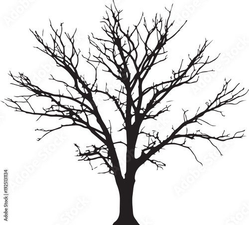 Tree on white background in silhouette.