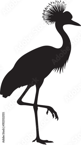 Grey Crowned Crane in silhouette on white background.