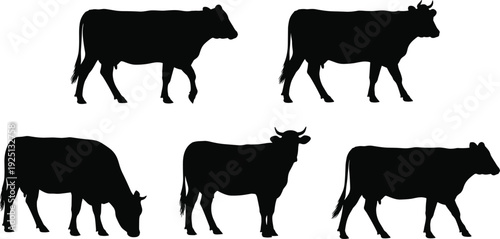 Black cow silhouette set collection isolated on white background farm cattle livestock animal standing grazing walking vector illustration design