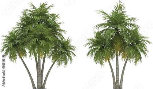 Realistic tropical palm trees vector illustration set for architectural visualization and landscape design elements isolated on white background.