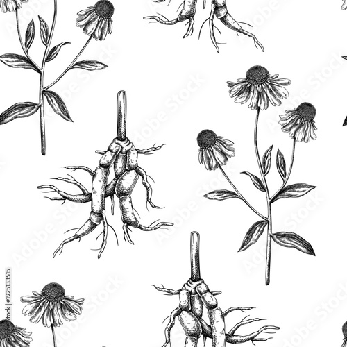 Elecampane hand drawn vector illustration. Vintage Helenium root seamless pattern. Medicinal plant sketch for herbal medicine, supplements, and natural products. Not AI generated.