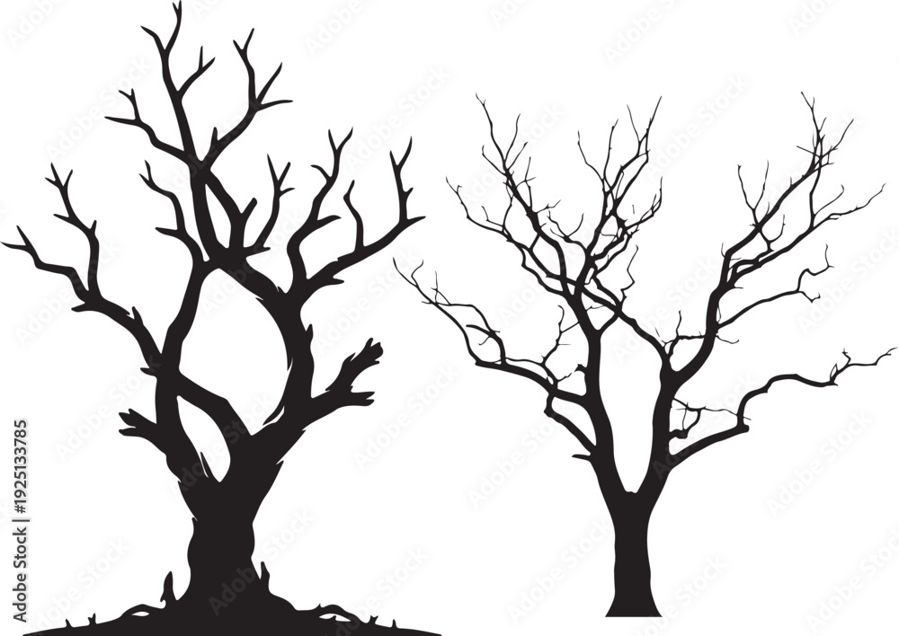 Fototapeta premium Old tree on white background.