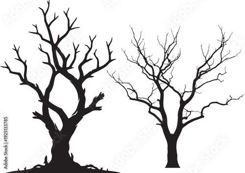 Old tree on white background.