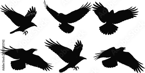 Flying crow silhouette set with spread wings isolated on white background black raven bird vector illustration collection