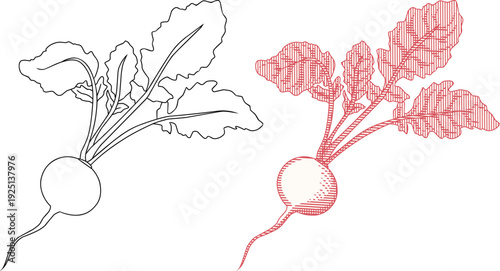Vintage Hand Drawn Radish or Daikon with Leaves Etching Illustration.Perfect for organic food branding, farmers market posters, and botanical education materials.