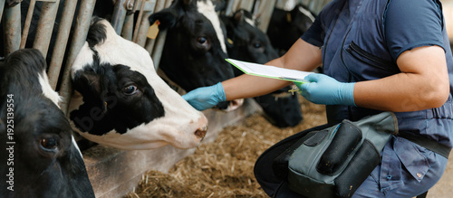 Quadro su tela Farmworker veterinarian feeding cows in livestock facility with Closeup of dairy