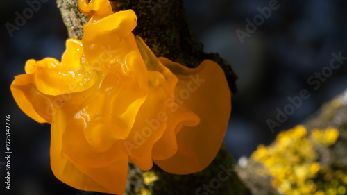 Tremella mesenterica