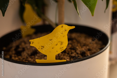 Foto Fungus gnat infestation solution