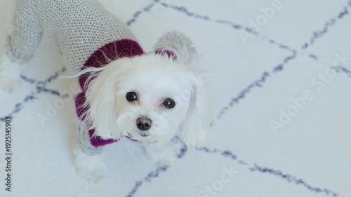 Cute Maltese in Sweater Blinking at Camera. Adorable Pet Portrait with Playful Expression.