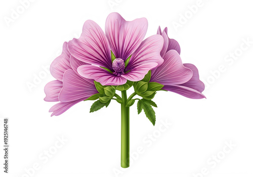 A beautiful pink flower with green stem and leaves on a white background. isolated on transparent background, png