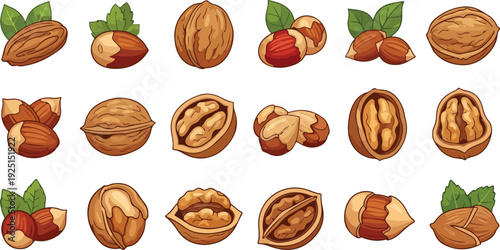 Assortment of cartoon style nuts including almonds hazelnuts and walnuts with green leaves food