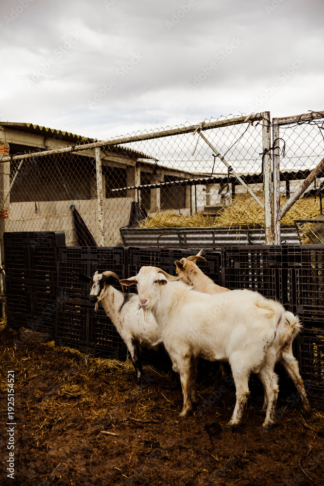 Obraz premium Three goats standing inside rustic farm enclosure surrounded by fencing and agricultural structures. Traditional livestock farming environment under overcast sky.