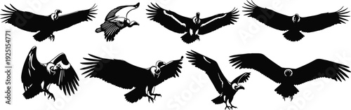Vulture bird silhouettes illustration, flying landing wildlife vector artwork, predator design graphics, nature icons collection, educational scavenger symbol set