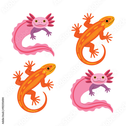 Cute axolotl and salamander character collection for children biology lesson, amphibian conservation poster, zoo event, education cartoon design vector