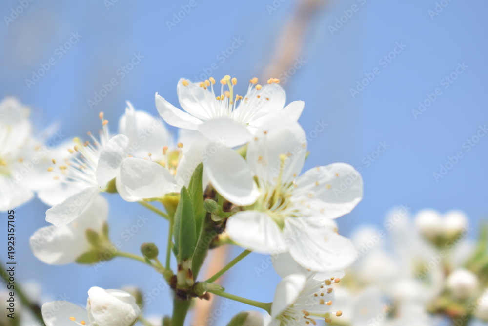 Obraz premium Plum blossom, Prunus armeniaca, A closeup of Prunus armeniaca blossom.Apricot tree blooming on a sunny spring day at the Lake of Geneva, being pollinated by bumblebees, a fruit from several tree