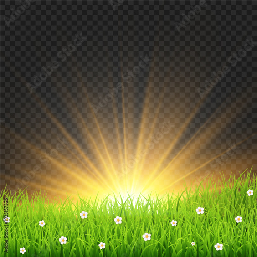 Golden sunrise over green grass field with sun rays isolated on transparent png background, spring meadow nature vector illustration