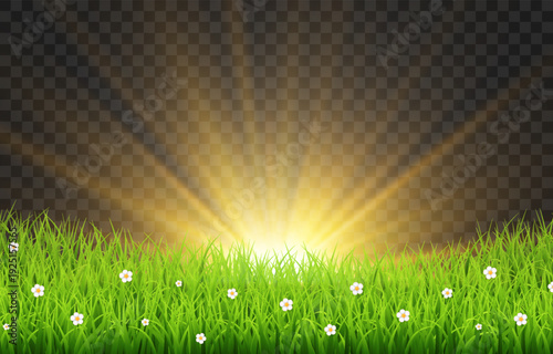 Golden sunrise over green grass field with sun rays isolated on transparent png background, spring meadow nature vector illustration