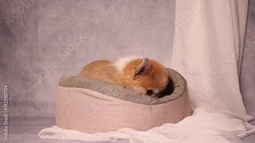 playful cute Welsh Corgi puppy in a dog bed, funny pet