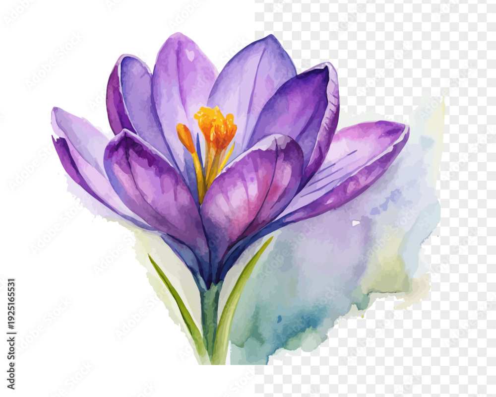 Obraz premium Watercolor Saffron Crocus Flower Illustration, Purple Herbal Botanical, isolated on white background