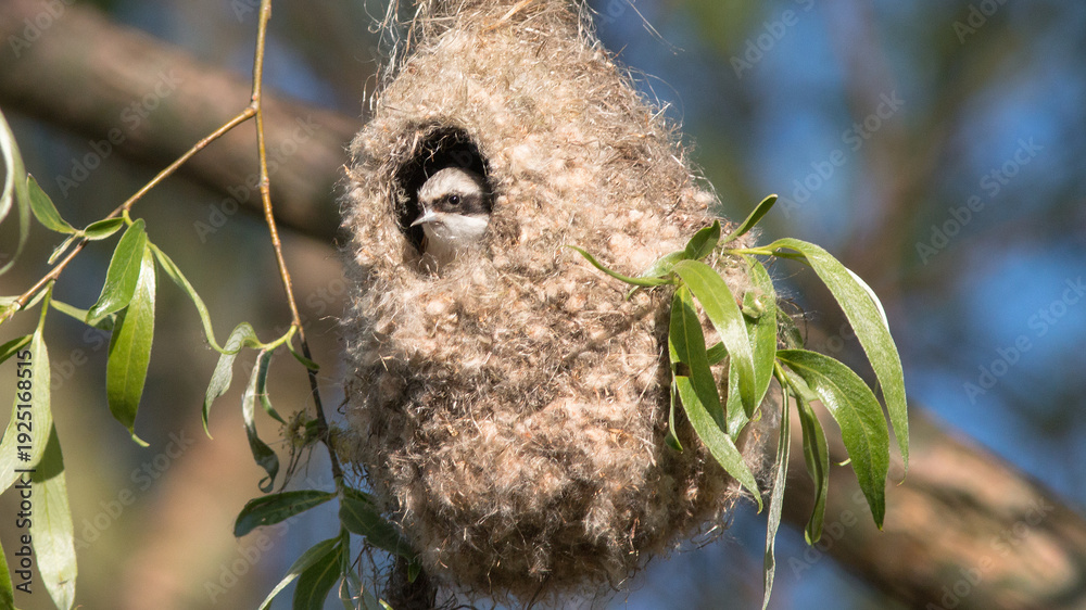 Fototapeta premium great spotted woodpecker