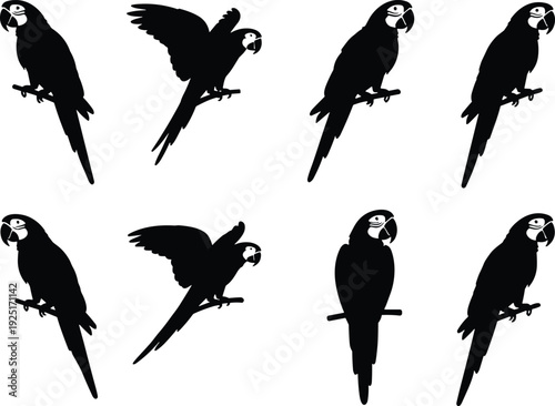Black vector silhouette set of eight tropical macaw parrots in various perched and flying poses for exotic wildlife nature and zoo education design concepts