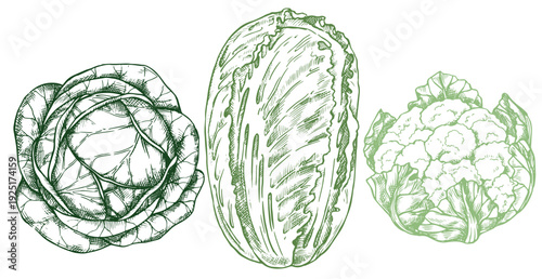 Set of vegetables: cabbage, cauliflower and Chinese cabbage. Vector illustration in sketch style.