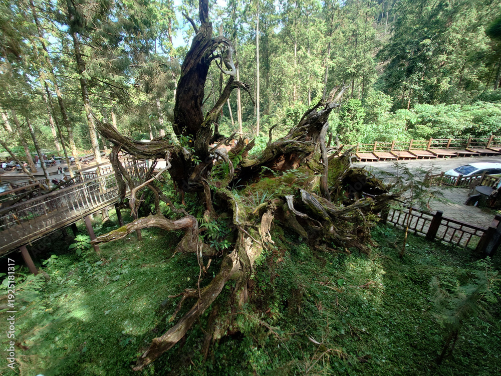 Obraz premium Xitou Fallen Sacred Tree Forest Landmark Taiwan