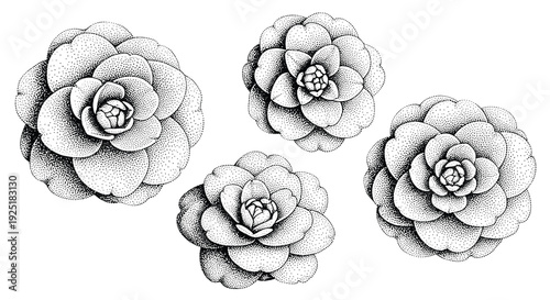 Elegant black and white stippled camellia flowers arranged on a white background