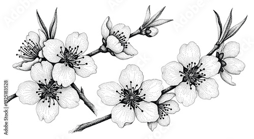 Delicate stippled illustration of blooming cherry blossom branches on a white background