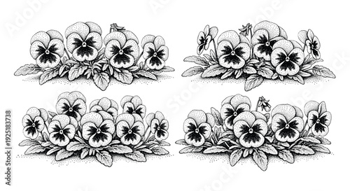 Delicate stipple illustration of pansy flowers arranged in four decorative borders on a white background