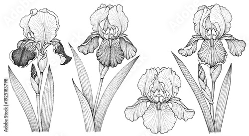 Elegant stippled iris flowers and buds in a botanical illustration style