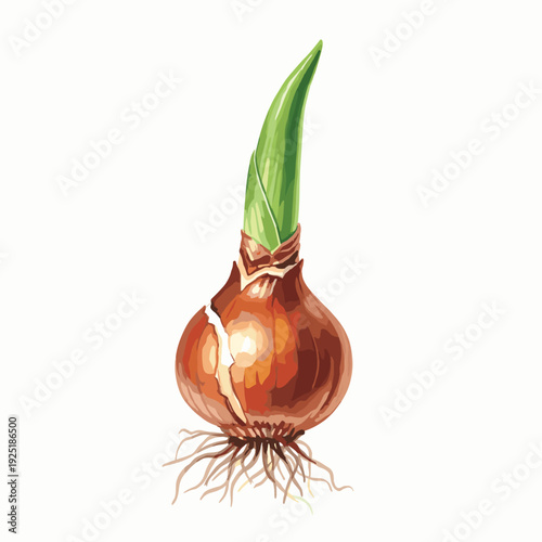 A single tulip bulb with a green sprout and roots emerging, isolated on white