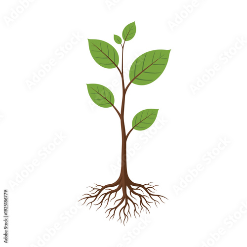 Young green plant with visible roots and leaves, symbolizing growth and new beginnings