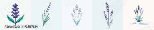 vector of lavender