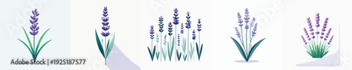 vector of lavender