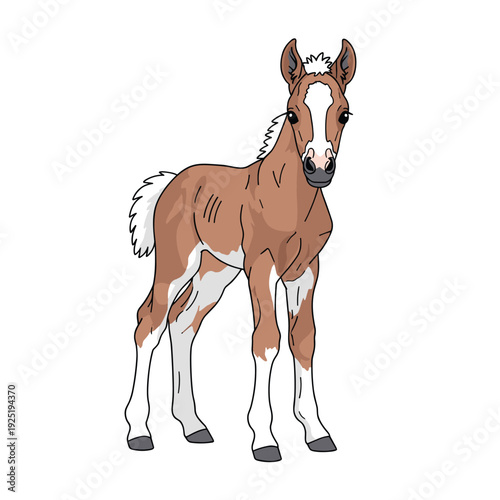 Cute brown and white foal standing on a white background, cartoon style