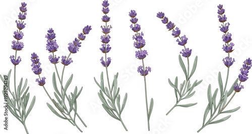 Set of watercolor lavender flowers illustration vector. Hand-drawn botanical elements for design and decoration