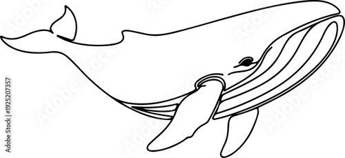 Humpback Whale Illustration - Simple Line Drawing of Marine Mammal