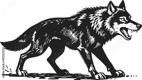 Aggressive wolf growling with bared teeth in defensive stance wild animal in black and white illustration