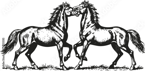 Two wild horses interacting, detailed black and white vector illustration of stallions on grass