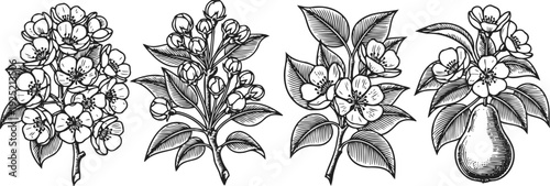 black and white botanical illustrations of flowering pear tree branches and fruit with leaves