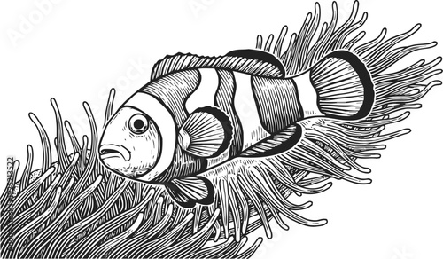 Detailed black and white illustration of a clownfish swimming among sea anemone tentacles