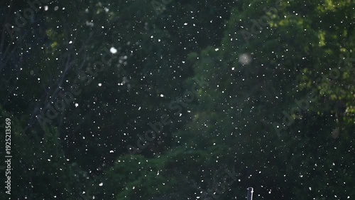 Poplar Pollen Floating in Slow Motion Over Dark Green Background.A mesmerizing slow-motion shot of white poplar seeds and pollen drifting through the air. The particles are backlit by golden sunlight,