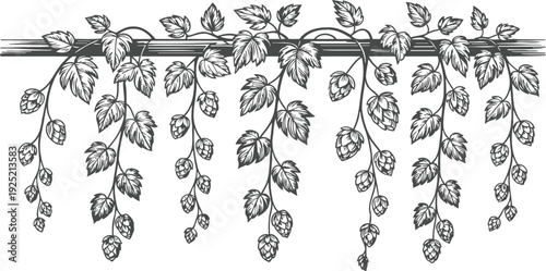 Hand drawn hop vine border with leaves and cones botanical herb garden decorative frame design