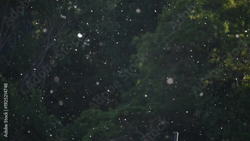 Poplar Pollen Floating in Slow Motion Over Dark Green Background.A mesmerizing slow-motion shot of white poplar seeds and pollen drifting through the air. The particles are backlit by golden sunlight,