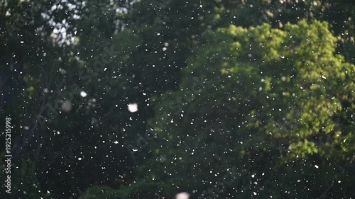 Poplar Pollen Floating in Slow Motion Over Dark Green Background.A mesmerizing slow-motion shot of white poplar seeds and pollen drifting through the air. The particles are backlit by golden sunlight,