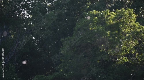 Poplar Pollen Floating in Slow Motion Over Dark Green Background.A mesmerizing slow-motion shot of white poplar seeds and pollen drifting through the air. The particles are backlit by golden sunlight,